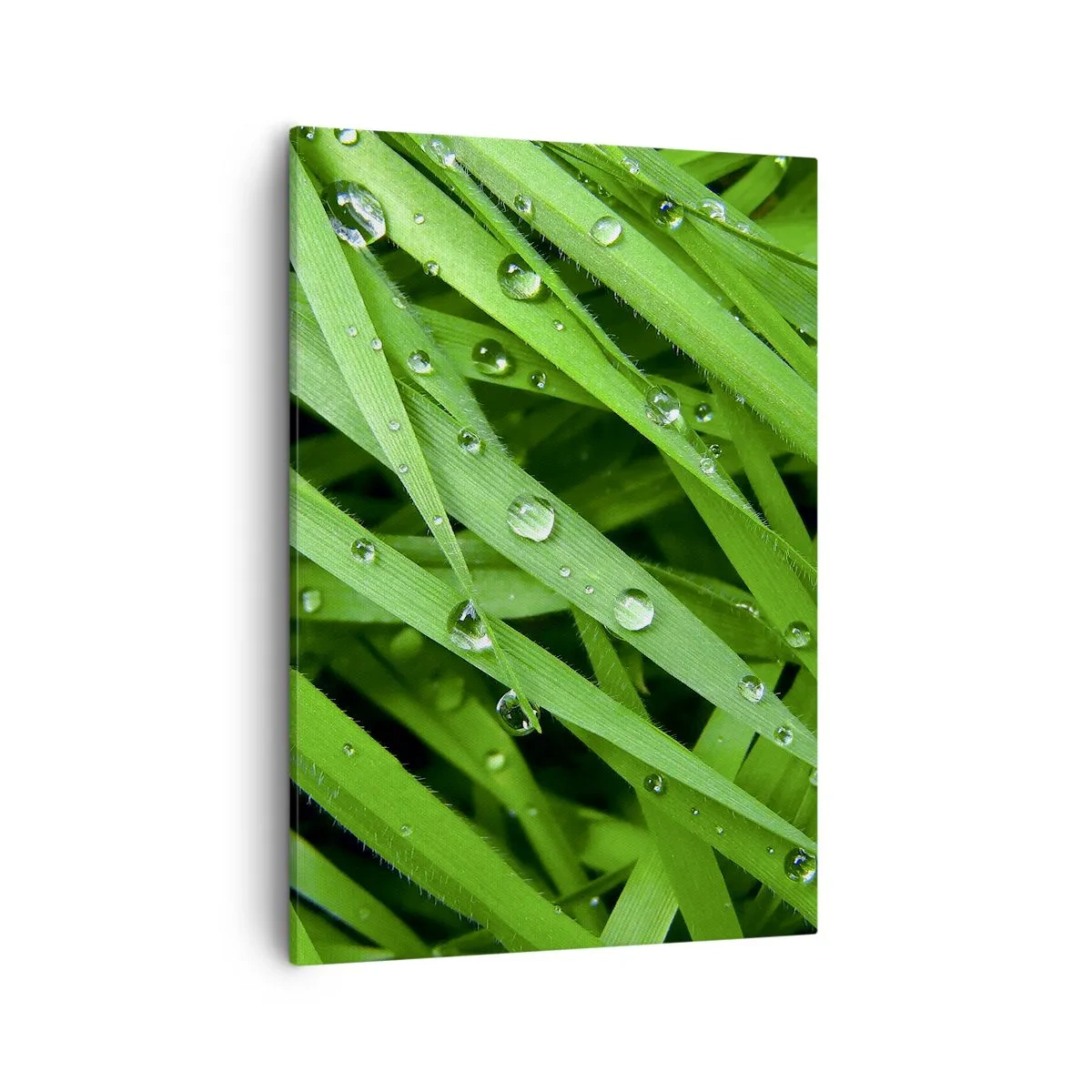 Quadro su tela - Stampe su Tela - Primo piano di fili d'erba verdi con gocce di rugiada - 50x70cm - Giocando con il verde - Decorazione murale moderna per soggiorno e camera da letto ARTTOR