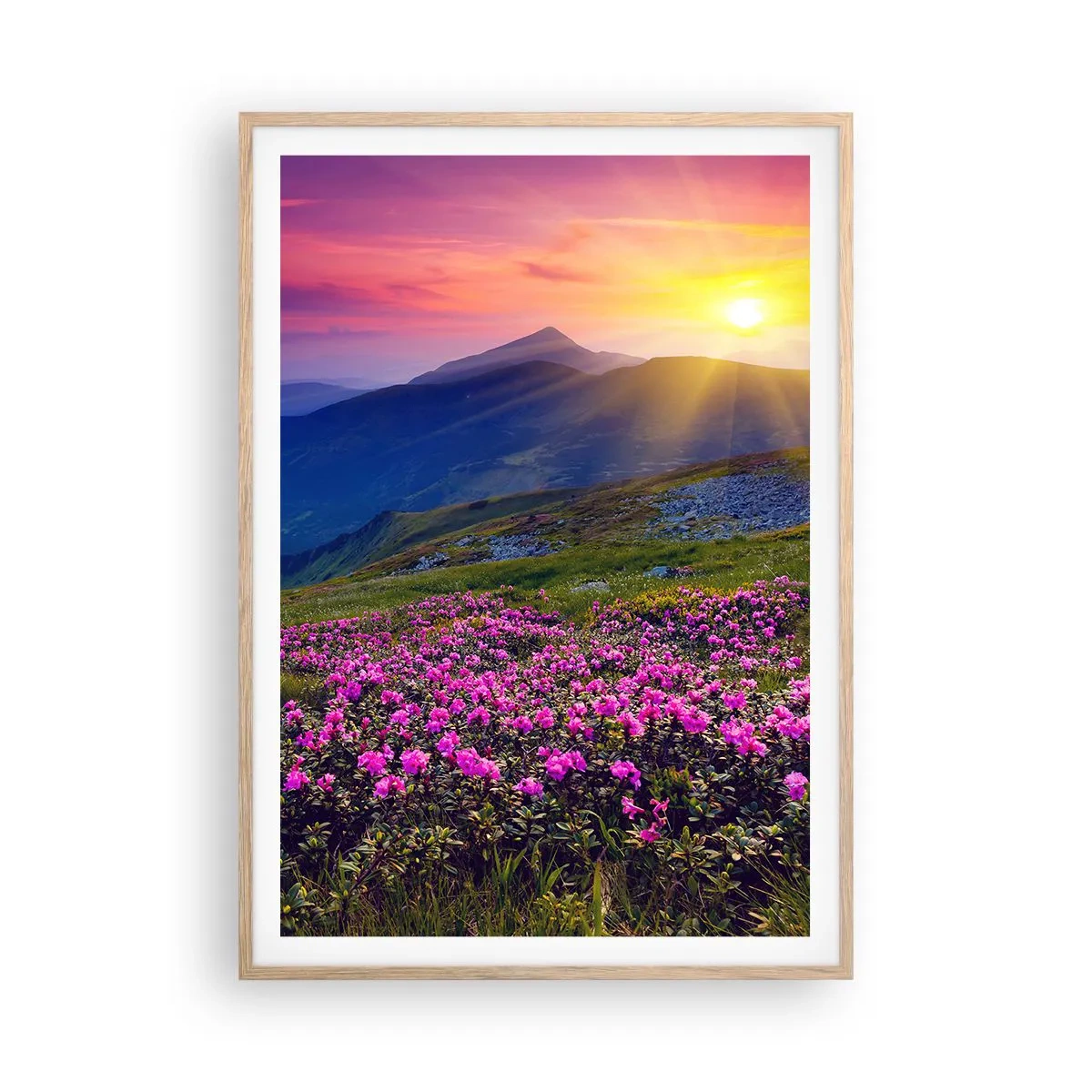 Poster in cornice rovere chiaro - Odore di mugo e profumo di erbe - 70x100 cm