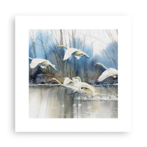 Poster - Come la favola dei cigni selvatici - 30x30 cm