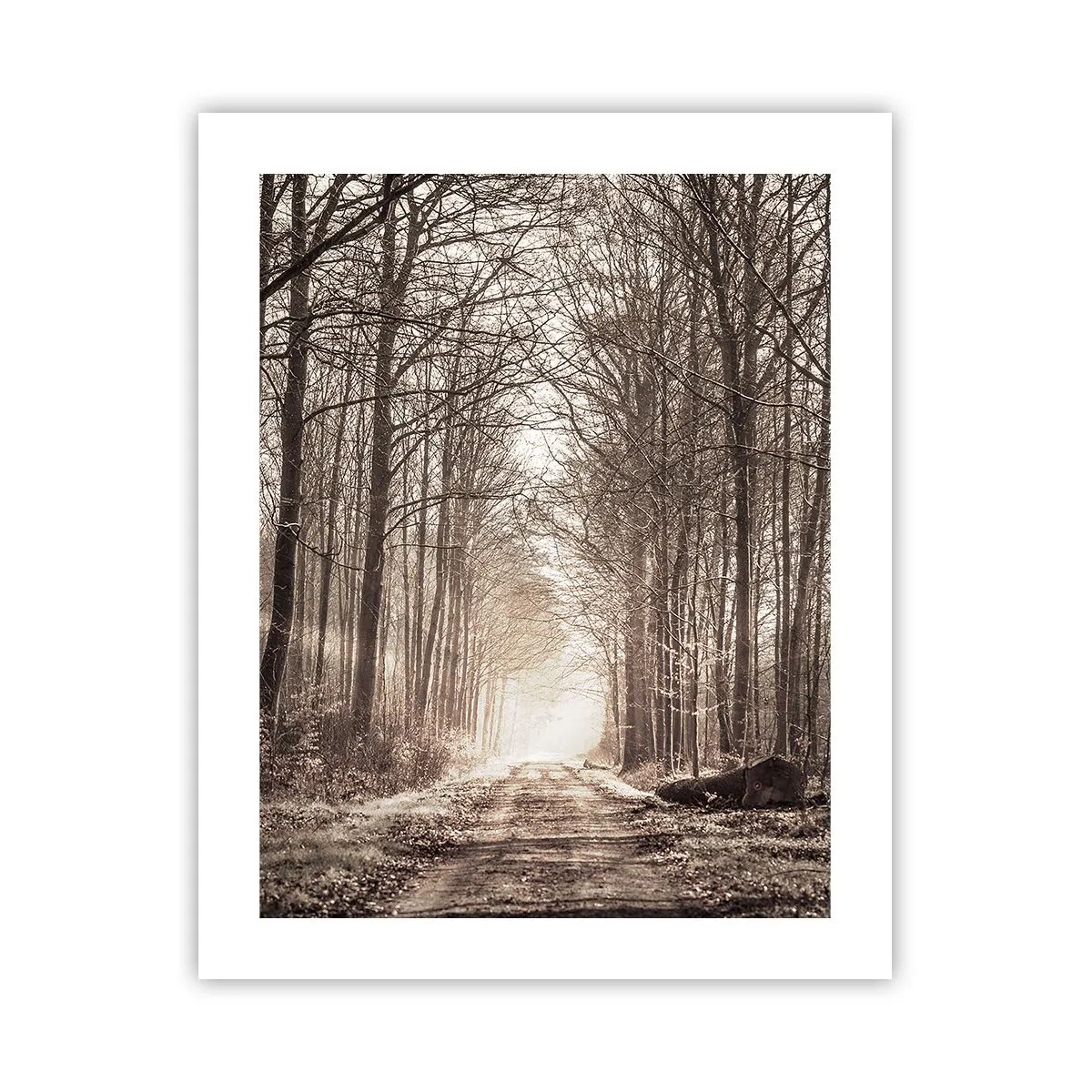 Poster - La cattedrale del bosco - 40x50 cm
