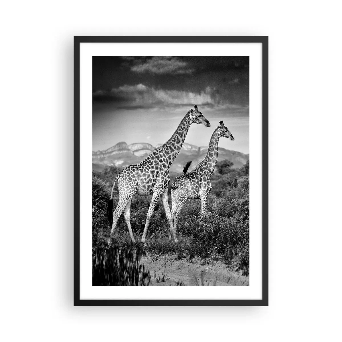 Poster in cornice nera - Alta classe in Africa - 50x70 cm
