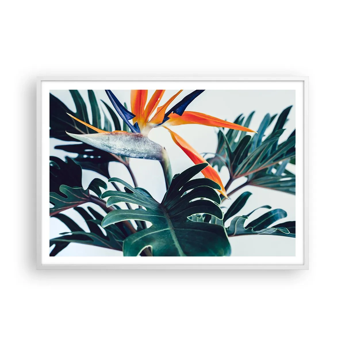 Poster in cornice bianca - Pianta uccello - 100x70 cm