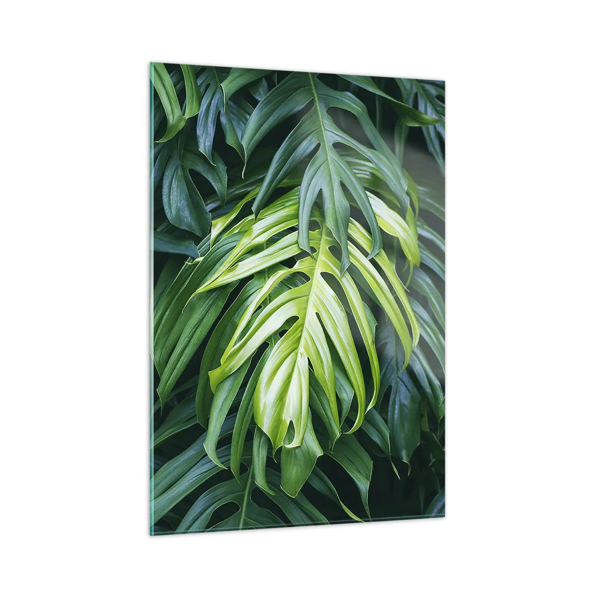 Quadro su vetro - Lussureggianti foglie verdi di monstera alla luce naturale - 50x70cm - Immergersi nella freschezza - Decorazione murale moderna per soggiorno e camera da letto ARTTOR