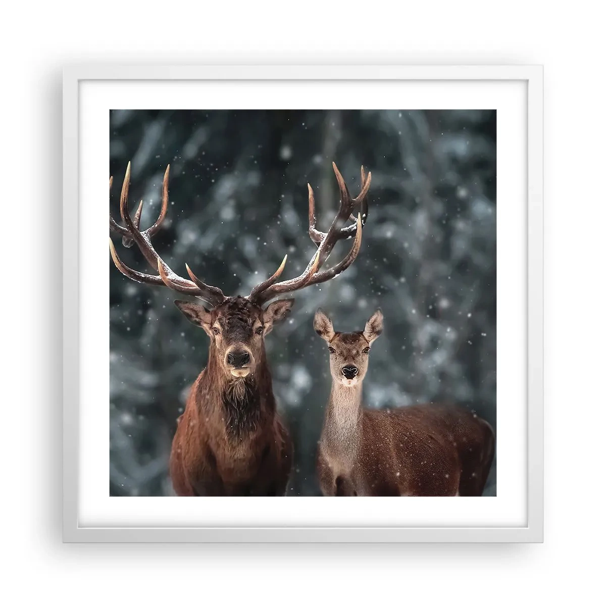 Poster in cornice bianca - Il re della foresta con la consorte - 50x50 cm