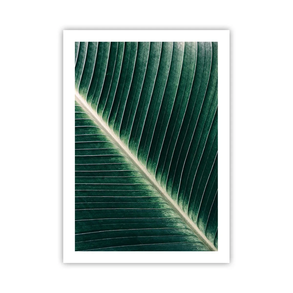 Poster - Particolare di una foglia verde con venature visibili - 50x70cm - Il ritmo della natura - Decorazione murale moderna per soggiorno e camera da letto ARTTOR