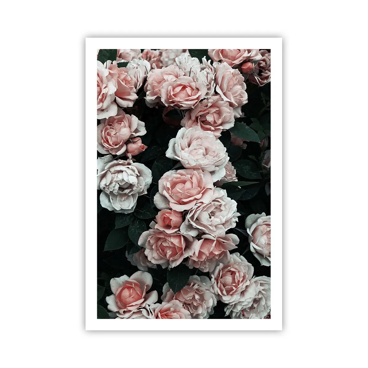 Poster - Composizione di rose - 61x91 cm