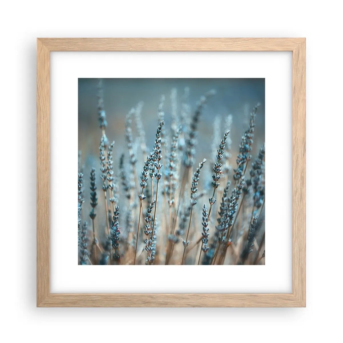 Poster in cornice rovere chiaro - Campo profumato - 30x30 cm