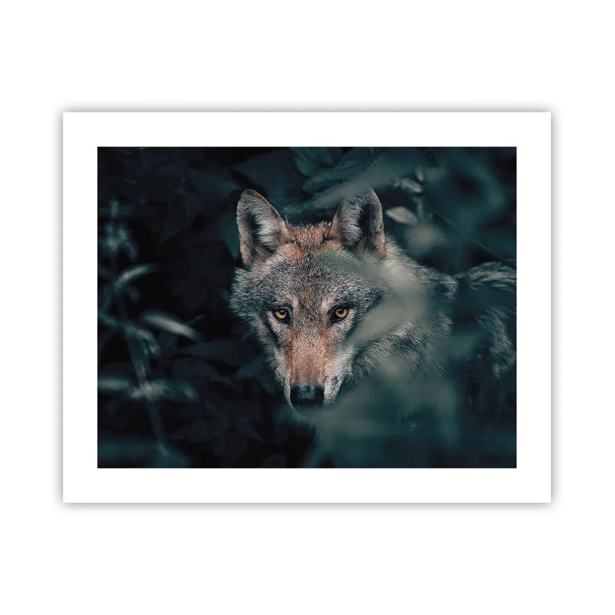 Poster - Cacciatore - 50x40 cm