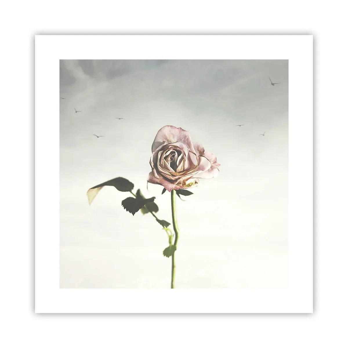 Poster - Il benvenuto alla primavera - 40x40 cm