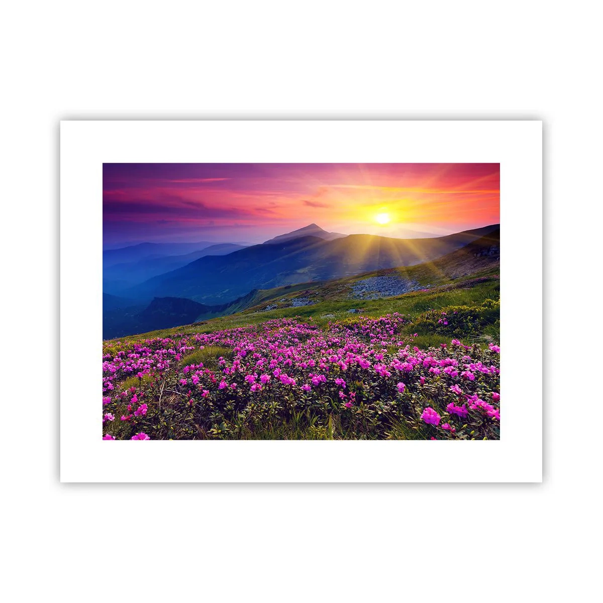 Poster - Odore di mugo e profumo di erbe - 40x30 cm