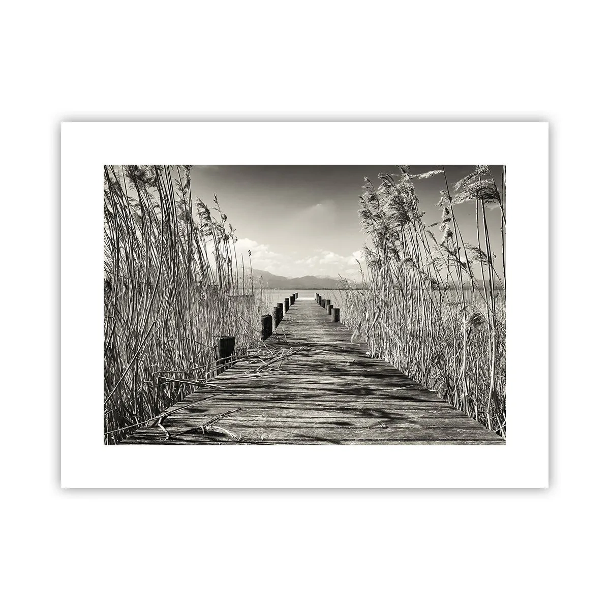 Poster - Nel silenzio dell'erba - 40x30 cm