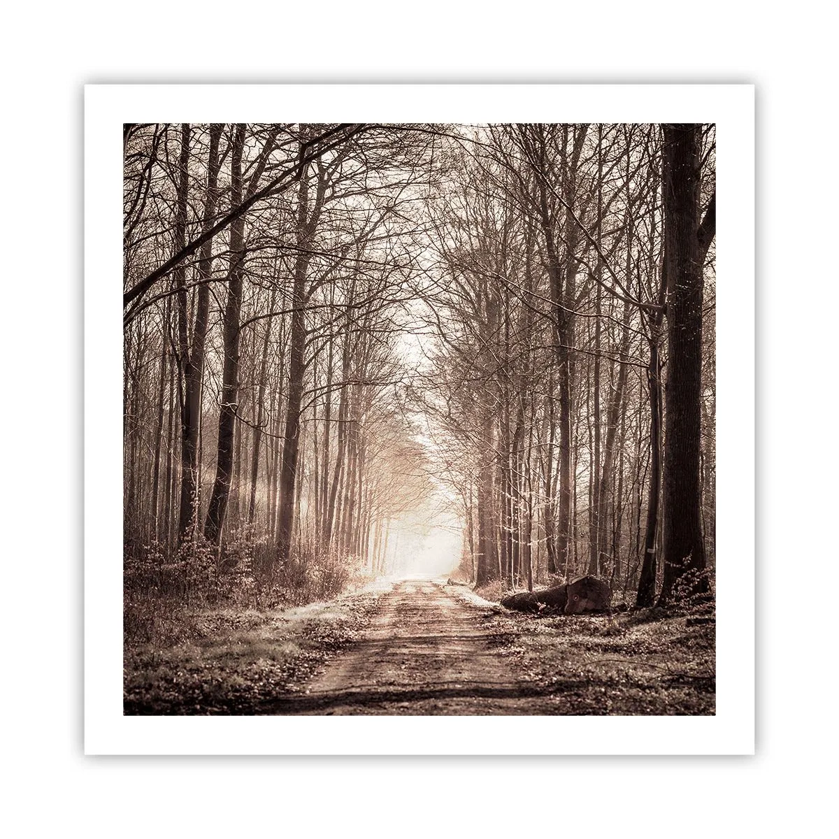 Poster - La cattedrale del bosco - 60x60 cm