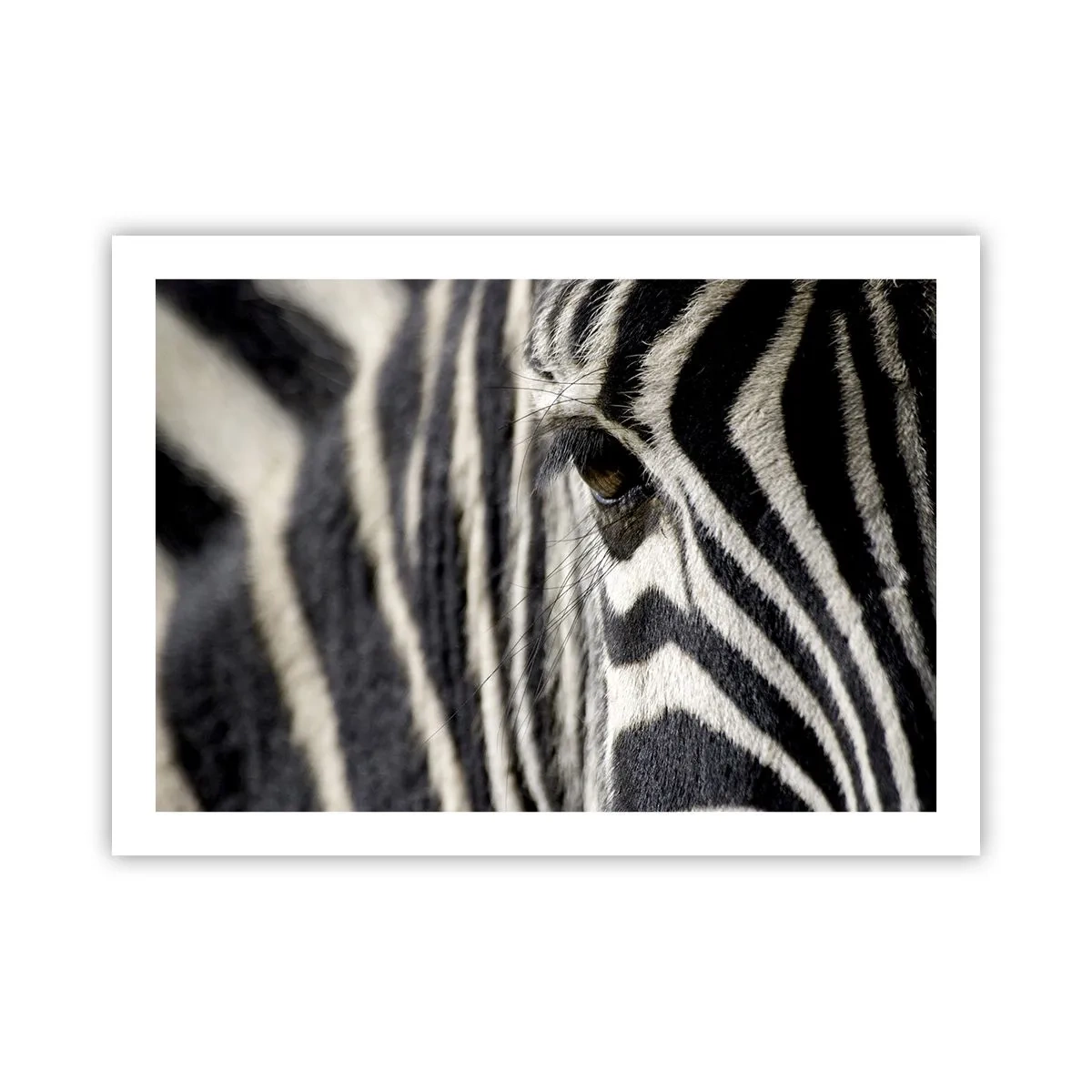 Poster - Ritratto a strisce - 70x50 cm