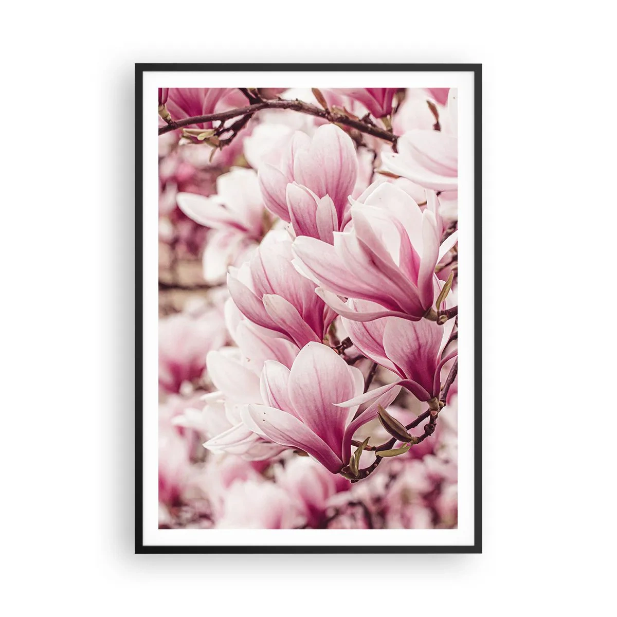 Poster in cornice nera - La primavera è rosa - 70x100 cm