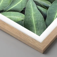 Rovere chiaro
