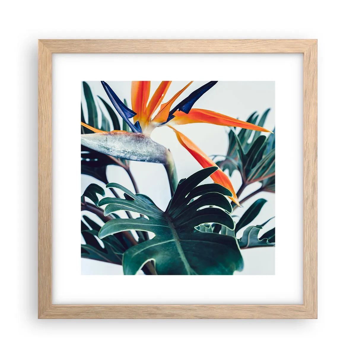 Poster in cornice rovere chiaro - Pianta uccello - 30x30 cm