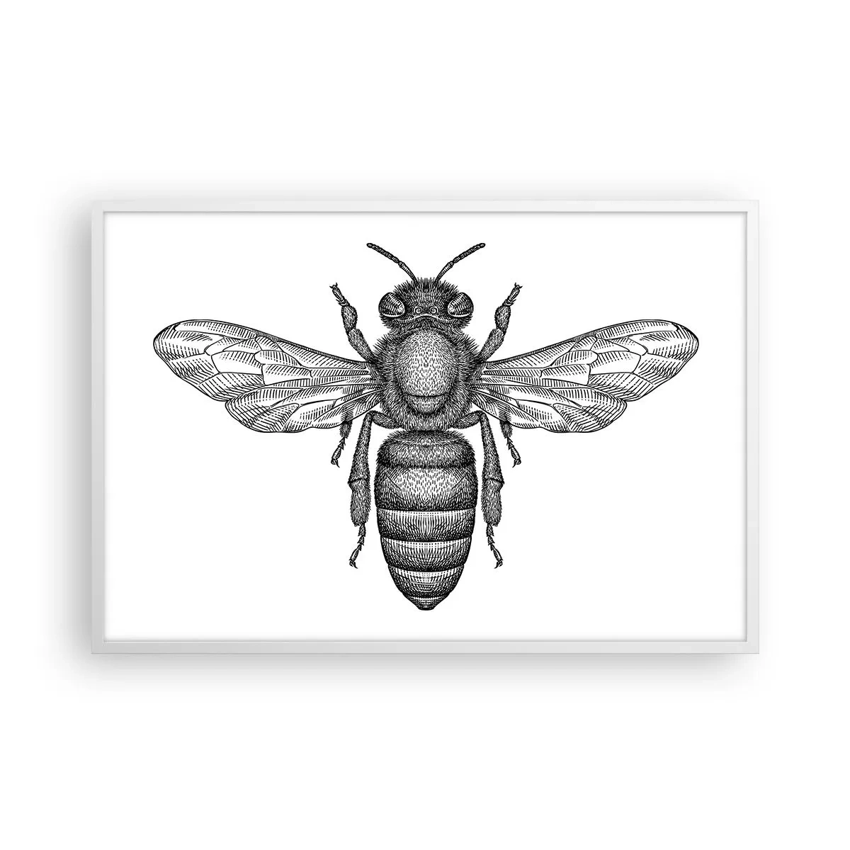 Poster in cornice bianca - Ritratto d'insetto - 91x61 cm