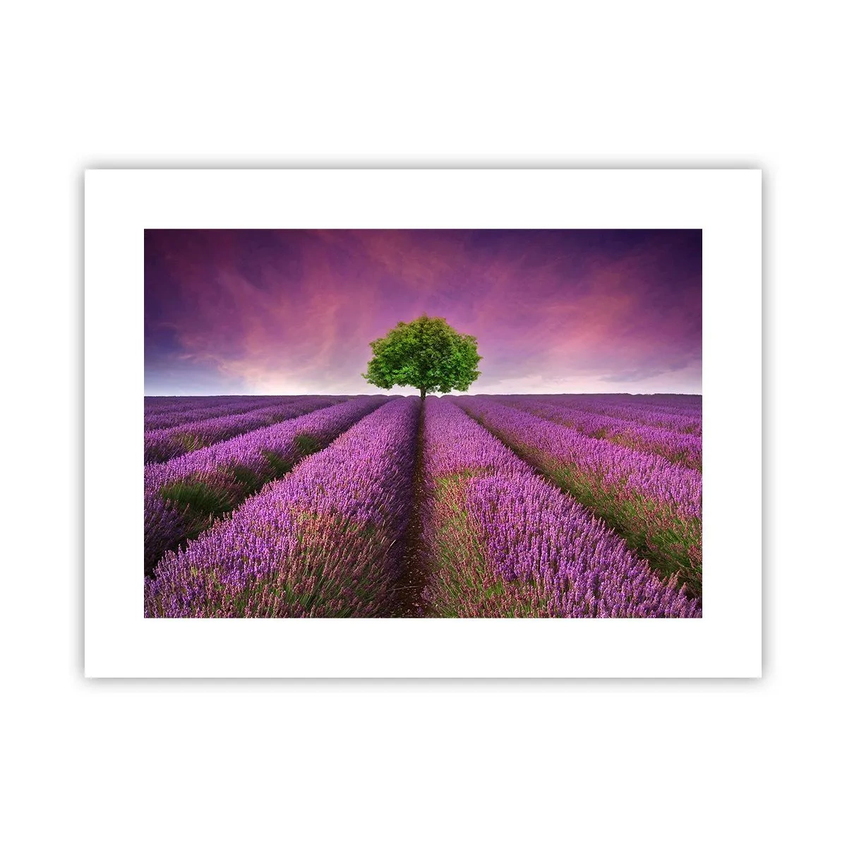 Poster - Sui campi di lavanda - 40x30 cm
