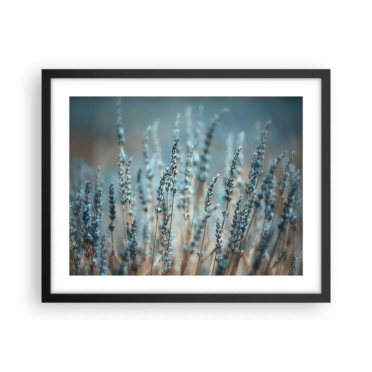 Poster in cornice nera - Campo profumato - 50x40 cm
