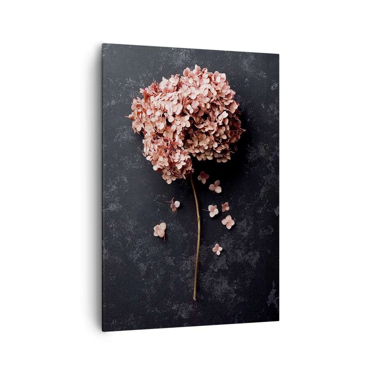 Quadro su tela - Stampe su Tela - Un delicato fiore di ortensia su uno sfondo scuro - 70x100cm - Un vero segno romantico - Decorazione murale moderna per soggiorno e camera da letto ARTTOR