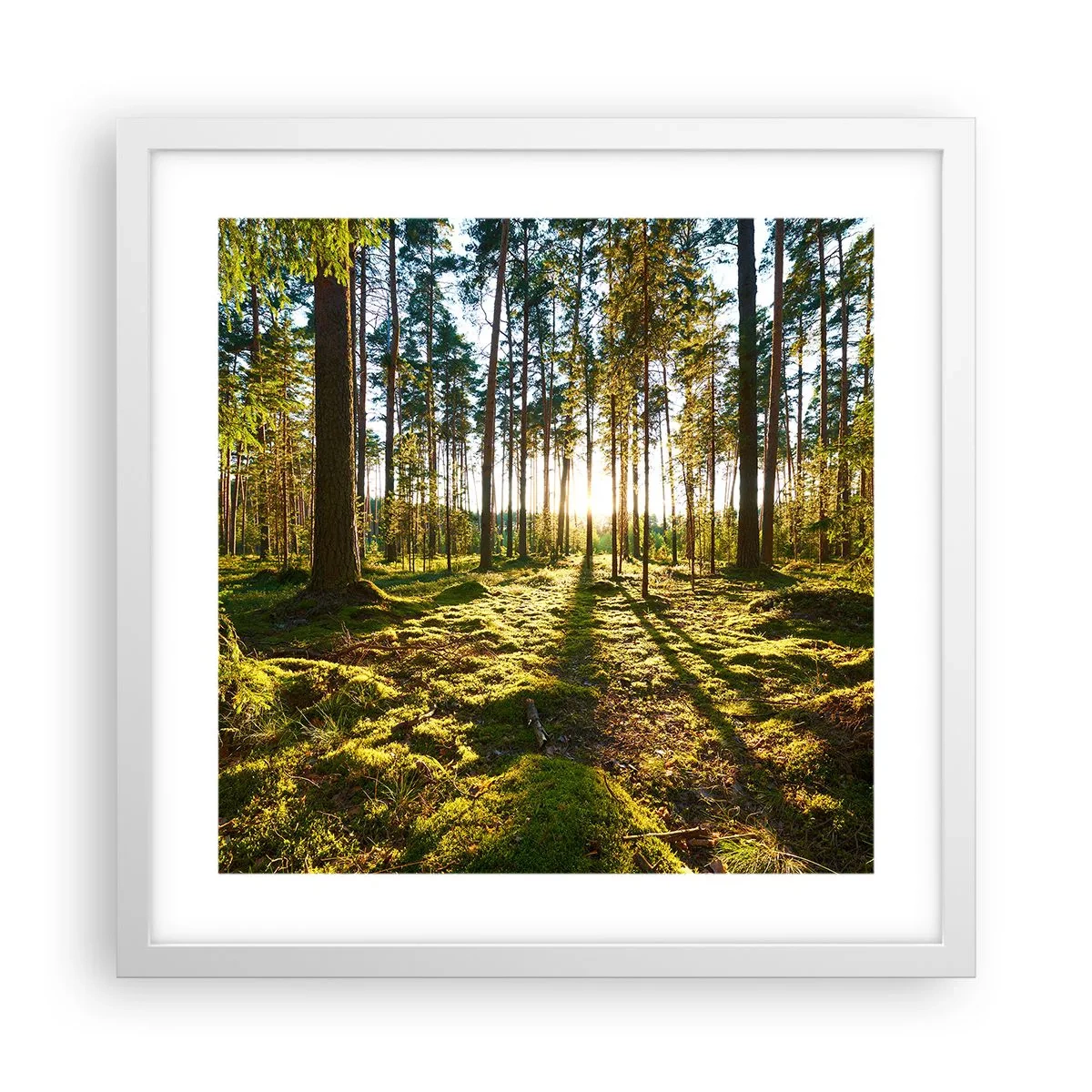 Poster in cornice bianca - …dopo sette foreste - 40x40 cm
