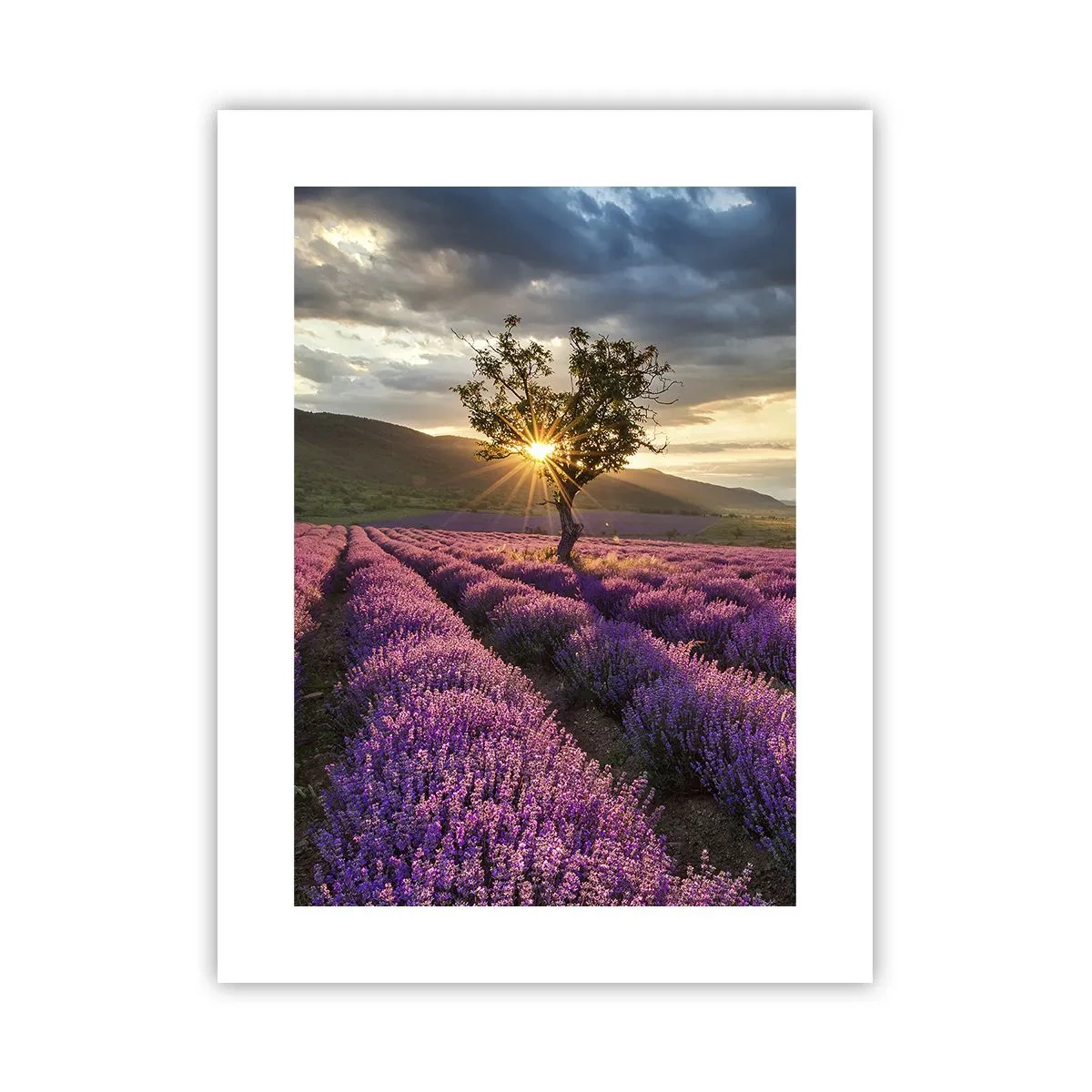 Poster - Aroma di colore lilla - 30x40 cm