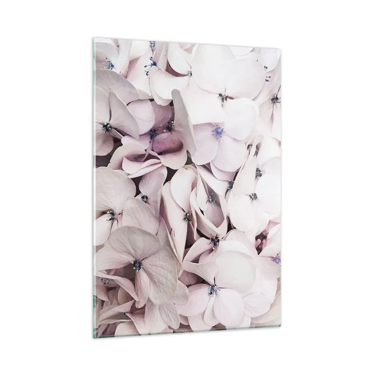Quadro su vetro - Delicate ortensie rosa chiaro in primo piano - 50x70cm - Un'alluvione di fiori - Decorazione murale moderna per soggiorno e camera da letto ARTTOR