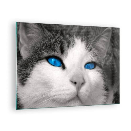 Quadro su vetro - Una foto in bianco e nero di un gatto con intensi occhi blu. - 70x50cm - Insoliti occhi azzurri - Decorazione murale moderna per soggiorno e camera da letto ARTTOR