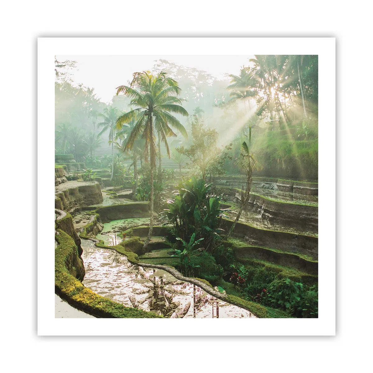 Poster - Crescere al sole - 60x60 cm