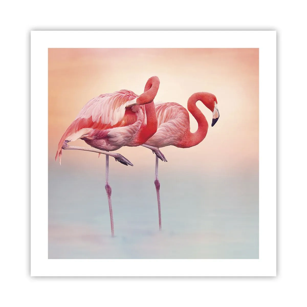 Poster - Nel colore del sole al tramonto - 50x50 cm