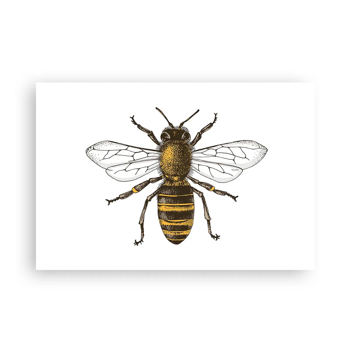 Poster - Bella e buona - 91x61 cm