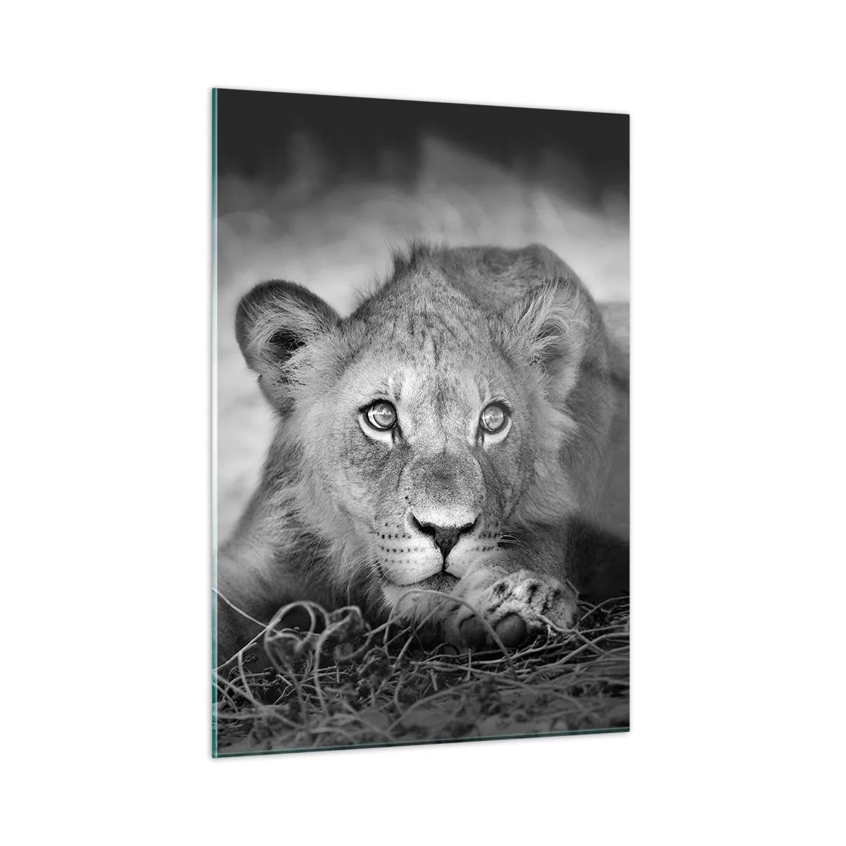 Quadro su vetro - Un cucciolo di leone in bianco e nero che fissa la telecamera - 50x70cm - Cucciolo reale - Decorazione murale moderna per soggiorno e camera da letto ARTTOR