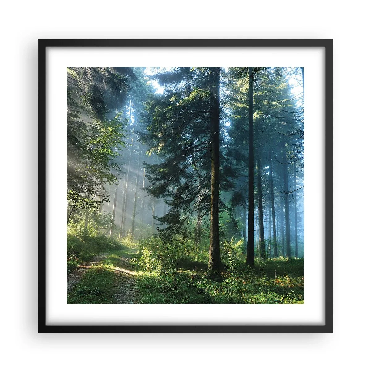 Poster in cornice nera - Raggiante all'alba - 50x50 cm
