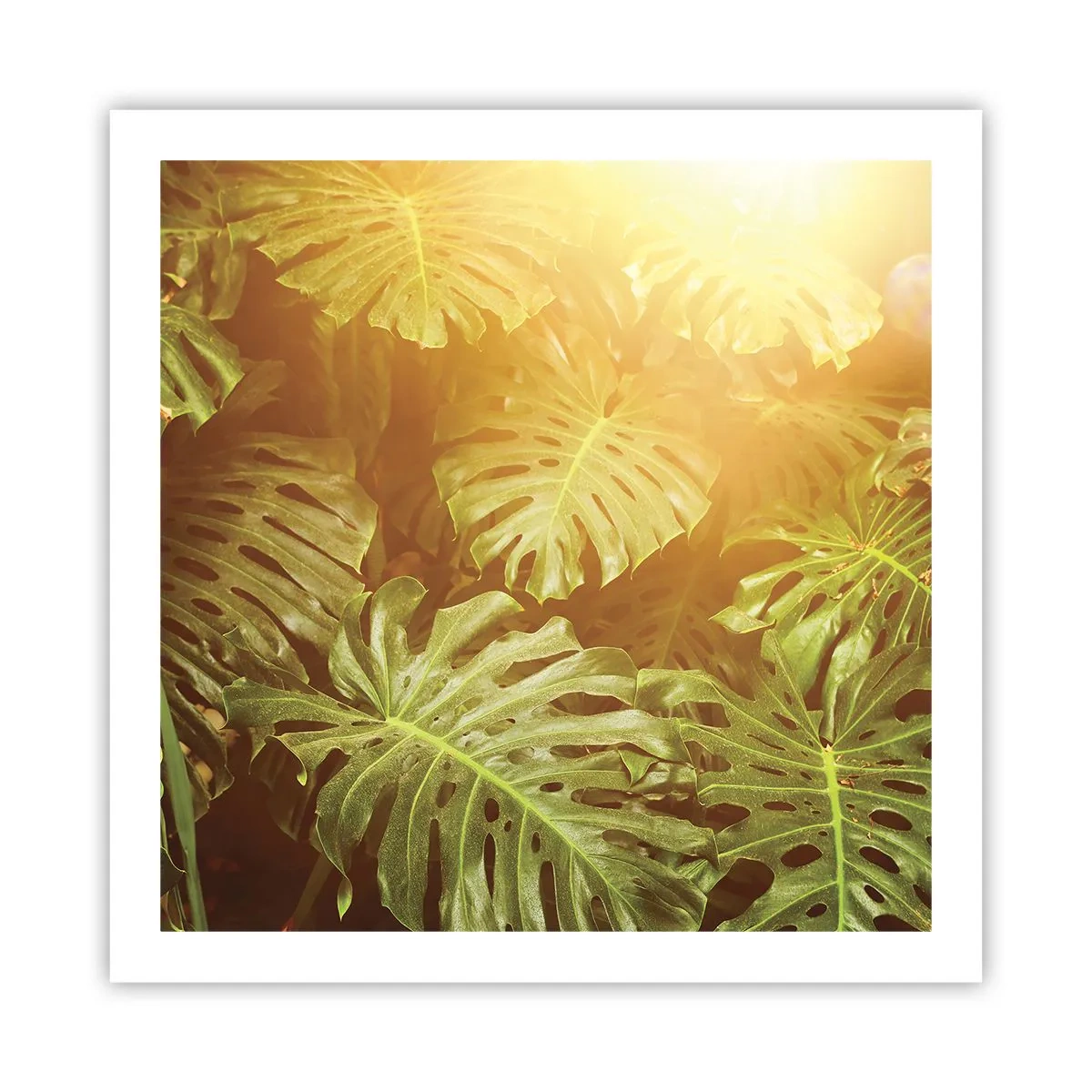 Poster - Entrando nel verde... - 60x60 cm