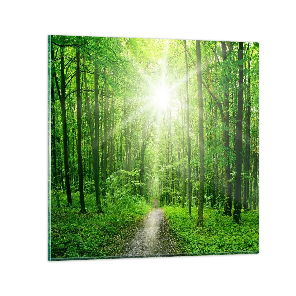 Quadro su vetro - Cattedrale verde - 70x70 cm