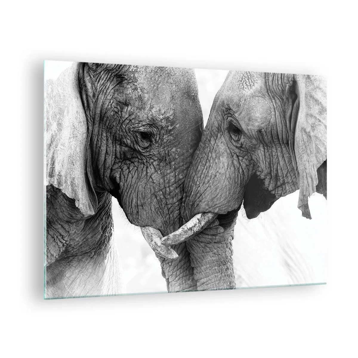 Quadro su vetro - Due elefanti che si toccano la fronte in bianco e nero - 70x50cm - Dichiarazione sincera - Decorazione murale moderna per soggiorno e camera da letto ARTTOR