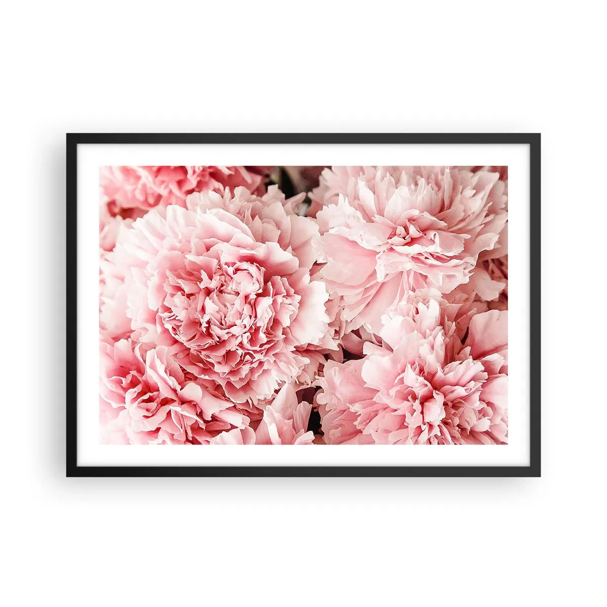 Poster in cornice nera - Delicate peonie rosa in un ambiente delicato - 70x50cm - Sogno rosa - Decorazione murale moderna per soggiorno e camera da letto ARTTOR