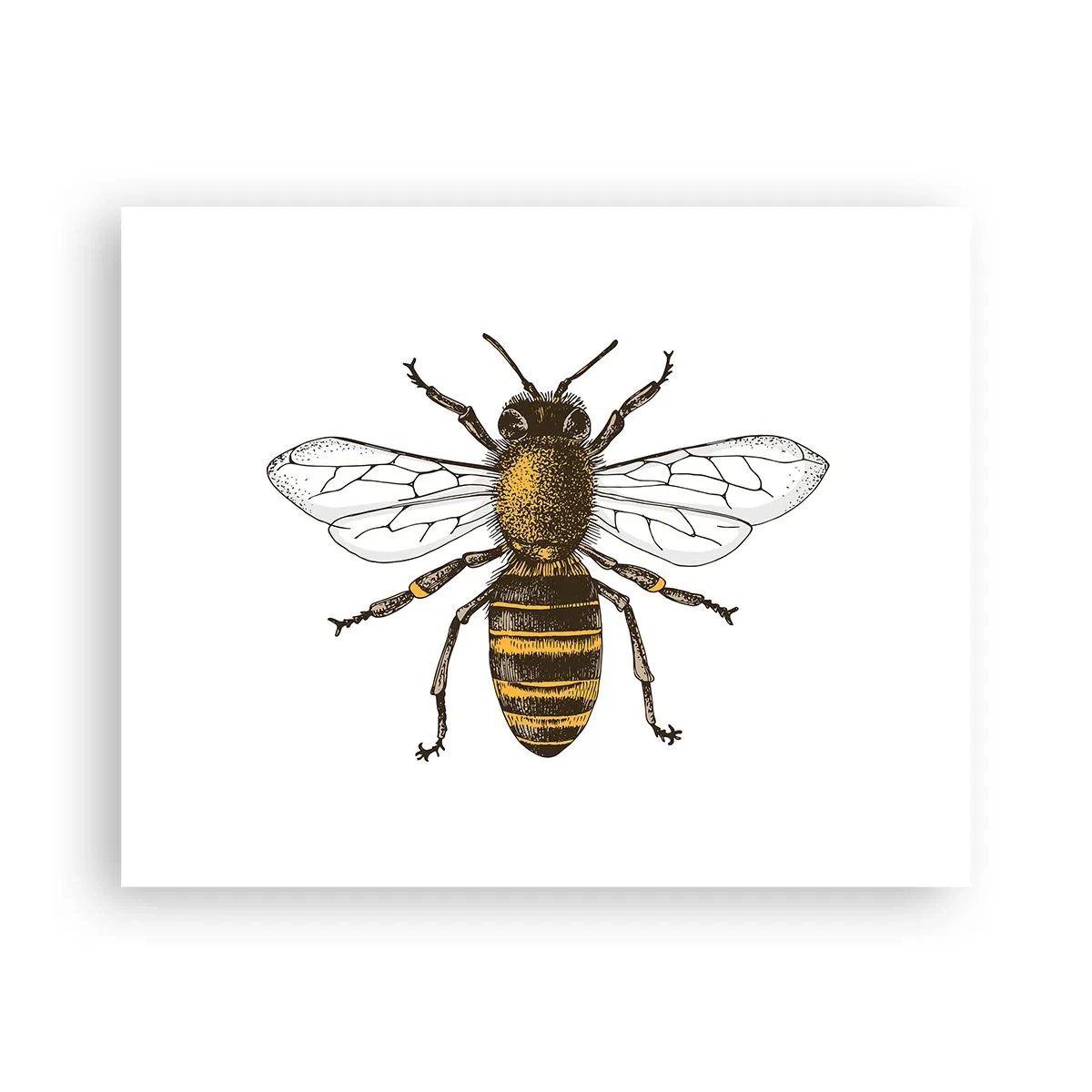 Poster - Bella e buona - 50x40 cm