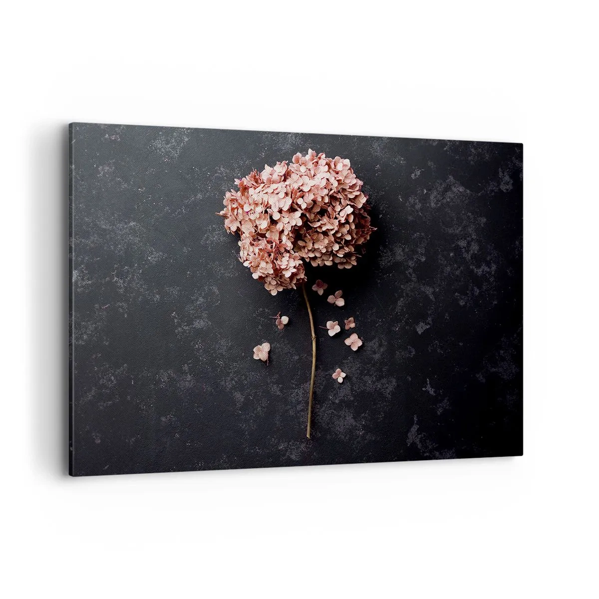Quadro su tela - Stampe su Tela - Un delicato fiore di ortensia su uno sfondo scuro - 100x70cm - Un vero segno romantico - Decorazione murale moderna per soggiorno e camera da letto ARTTOR