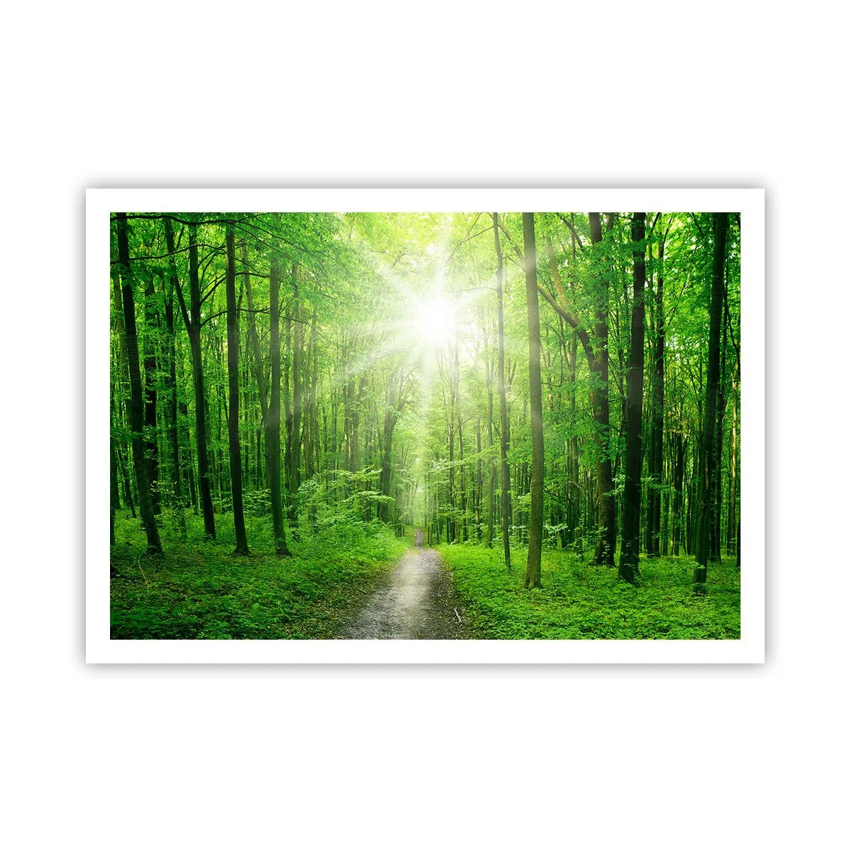 Poster - Sentiero nel bosco con raggi di sole - 100x70cm - Cattedrale verde - Decorazione murale moderna per soggiorno e camera da letto ARTTOR