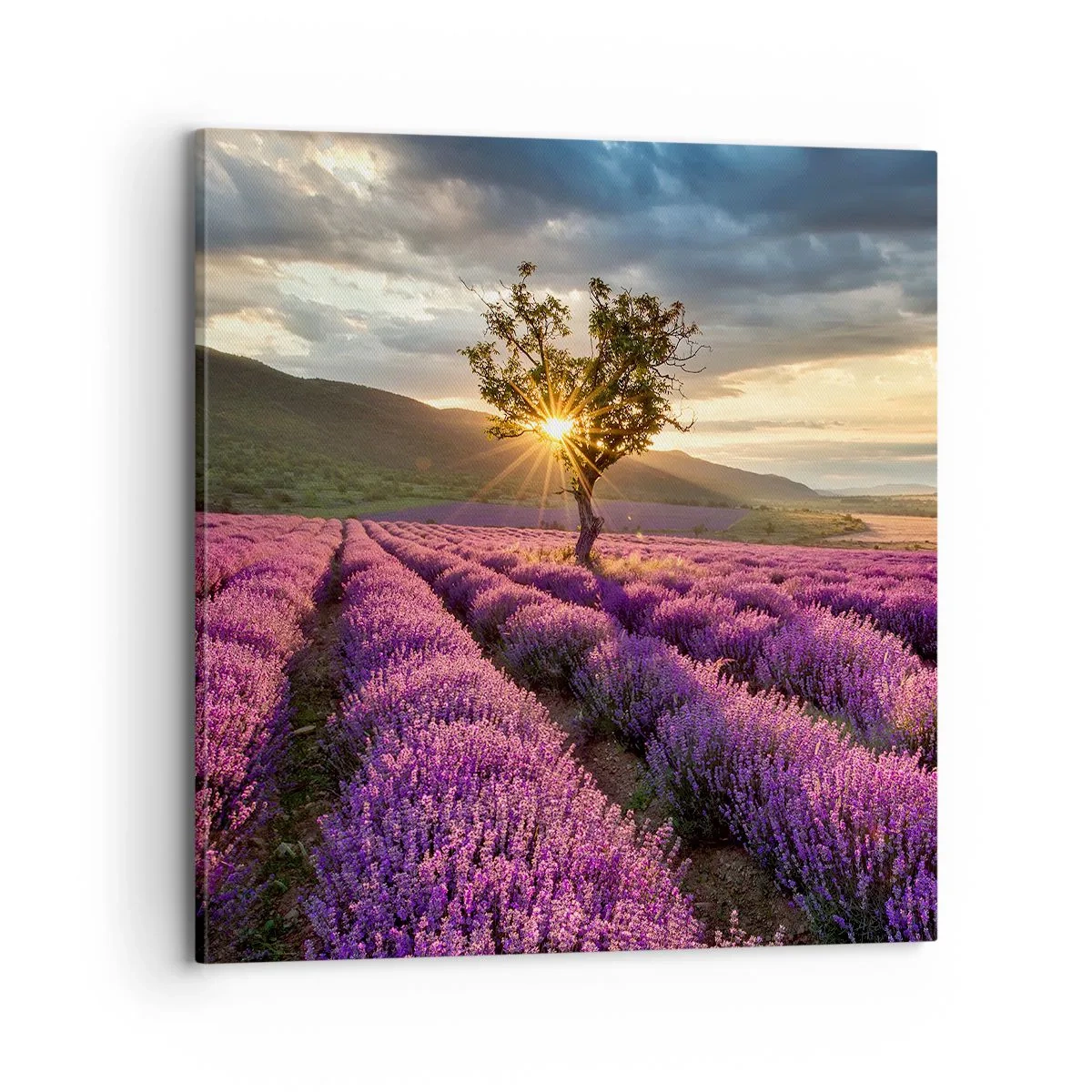 Quadro su tela - Stampe su Tela - Aroma di colore lilla - 70x70 cm