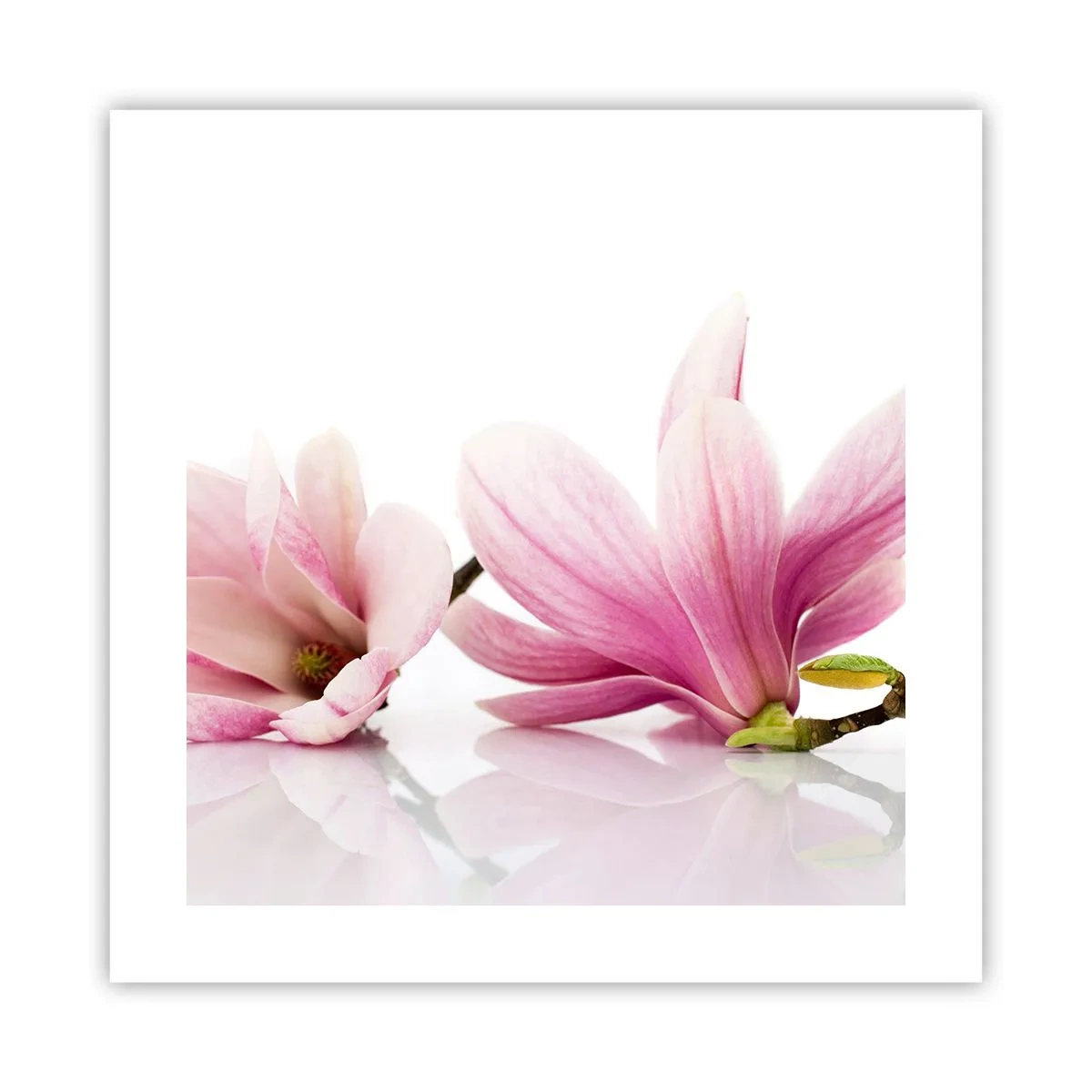 Poster - Delicati come un soffio di primavera - 40x40 cm