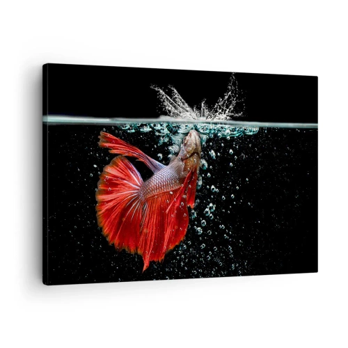 Quadro su tela - Stampe su Tela - Un magnifico betta nell'acqua su uno sfondo scuro - 70x50cm - Hai tre desideri - Decorazione murale moderna per soggiorno e camera da letto ARTTOR