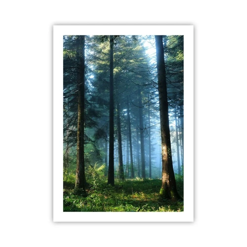 Poster - Foresta di conifere al sole del mattino e leggera nebbia - 50x70cm - Raggiante all'alba - Decorazione murale moderna per soggiorno e camera da letto ARTTOR