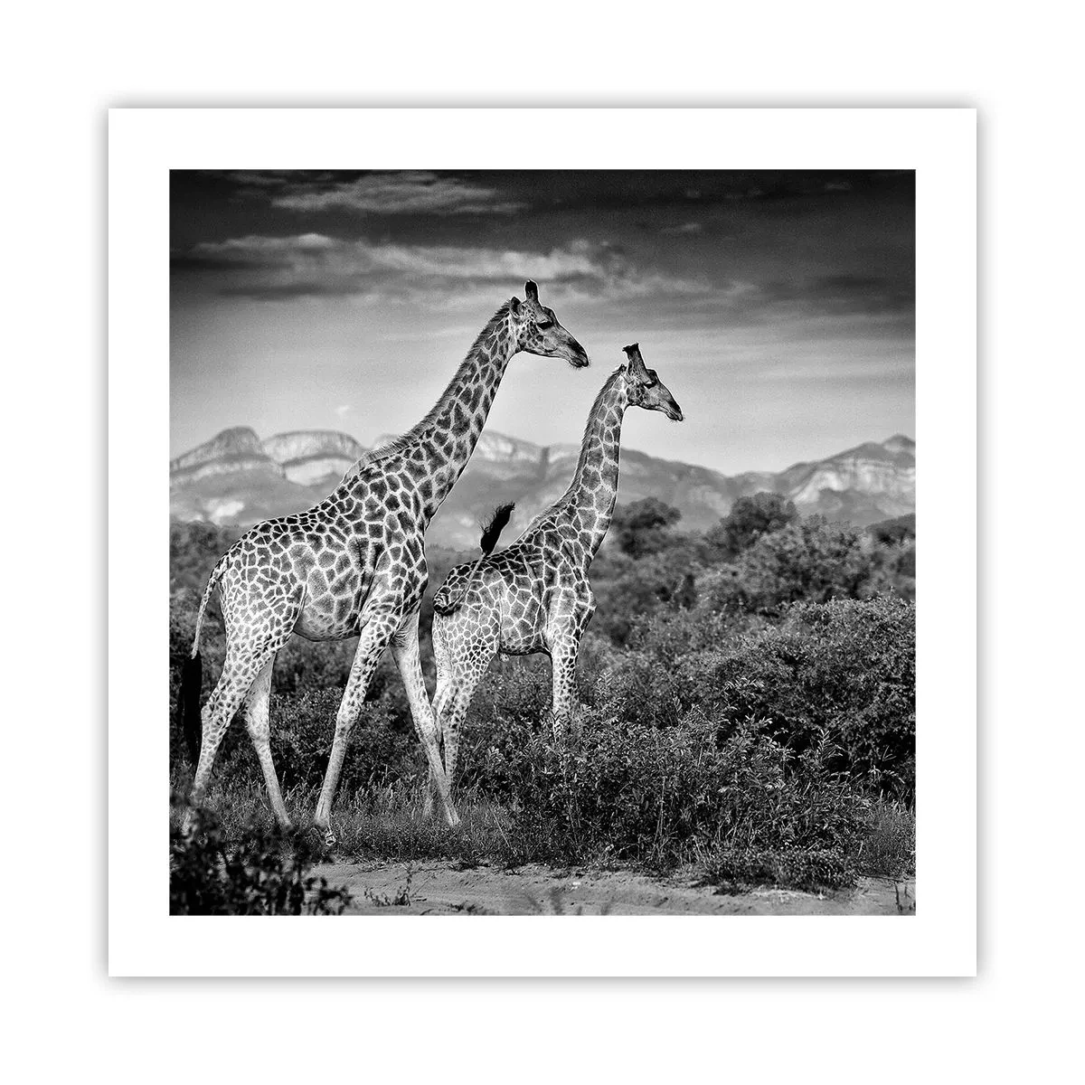 Poster - Alta classe in Africa - 50x50 cm