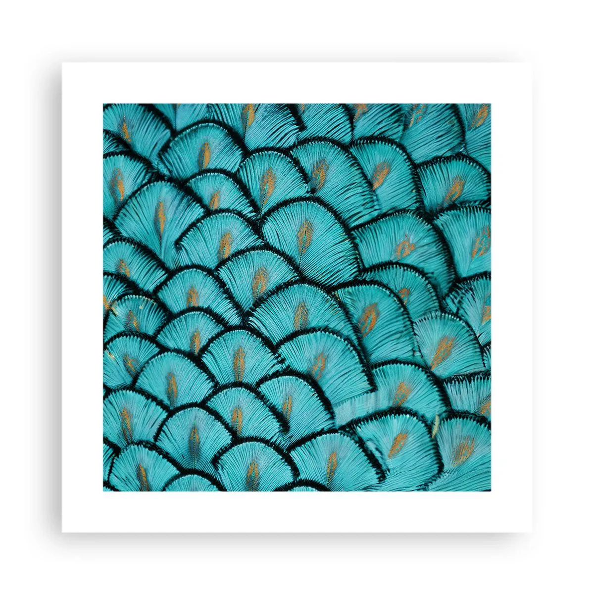 Poster - La grande festa delle piume - 40x40 cm