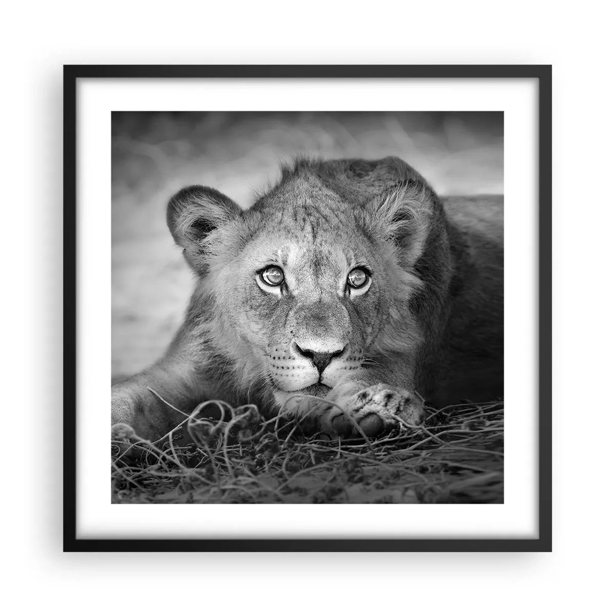 Poster in cornice nera - Cucciolo reale - 50x50 cm