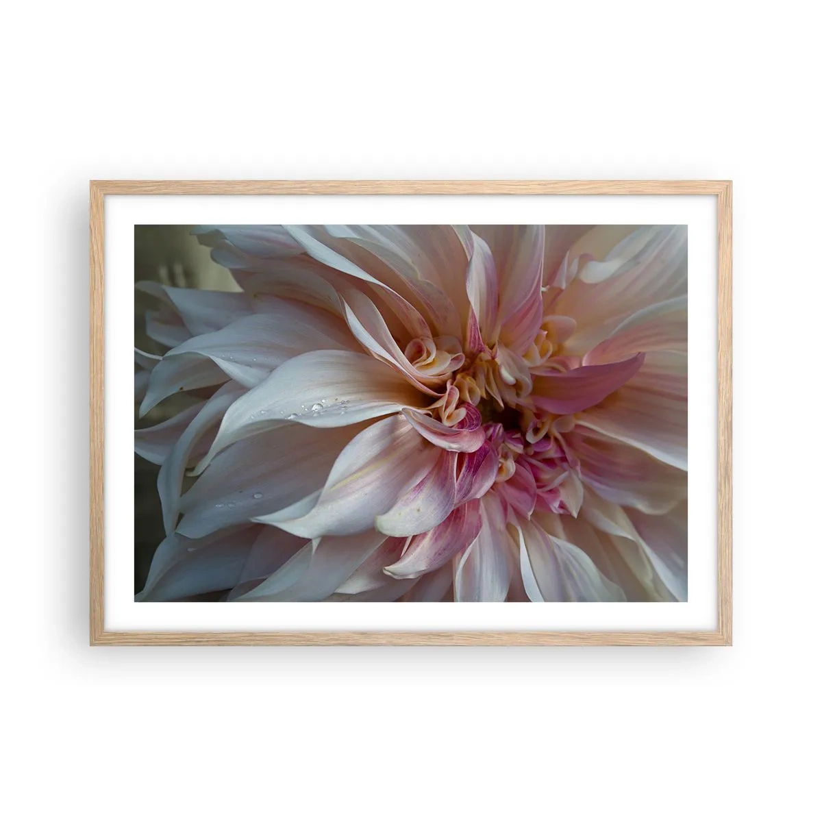 Poster in cornice rovere chiaro - Freschezza in fiore - 70x50 cm