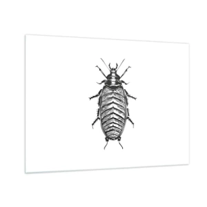 Quadro su vetro - Illustrazione in bianco e nero di un insetto su sfondo bianco - 70x50cm - Che esemplare! - Decorazione murale moderna per soggiorno e camera da letto ARTTOR