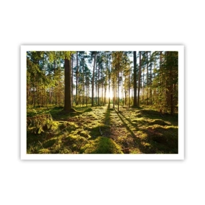 Poster - Foresta verde illuminata dalla luce del sole sul muschio - 100x70cm - …dopo sette foreste - Decorazione murale moderna per soggiorno e camera da letto ARTTOR